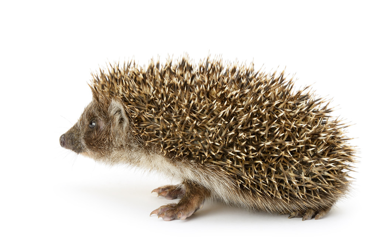 孤立的刺猬Hedgehog isolated