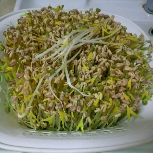 发豆芽