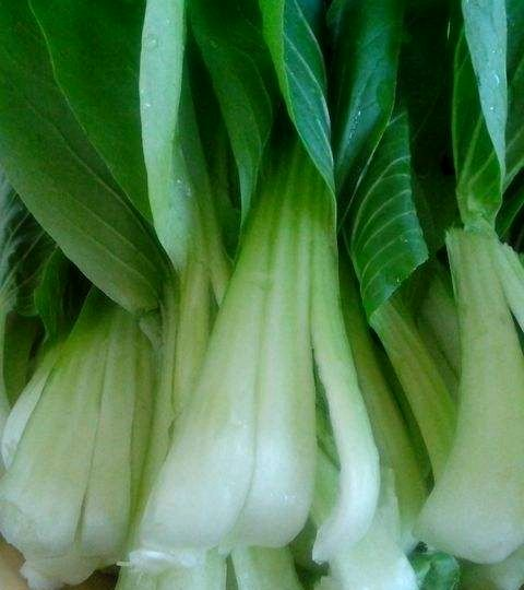 炒油菜