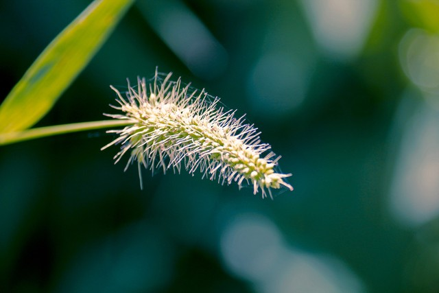 狗尾草，绿狐尾，绿猪鬃草Setaria viridis, green foxtail, green bristlegrass.jpeg