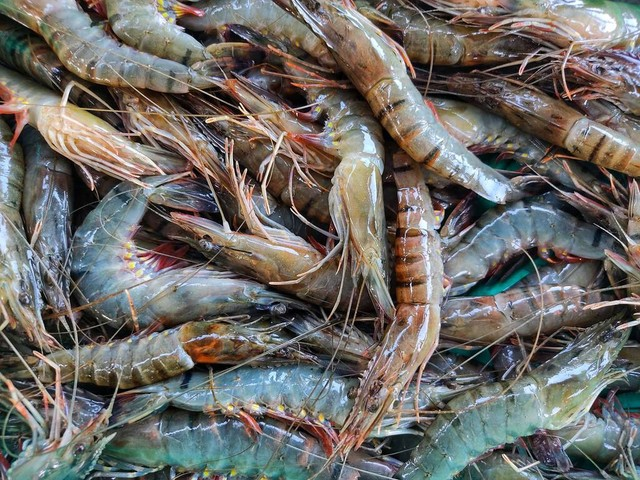 大虎对虾斑节对虾堆在印度鱼市场出售塑料容器中的新鲜虎虾