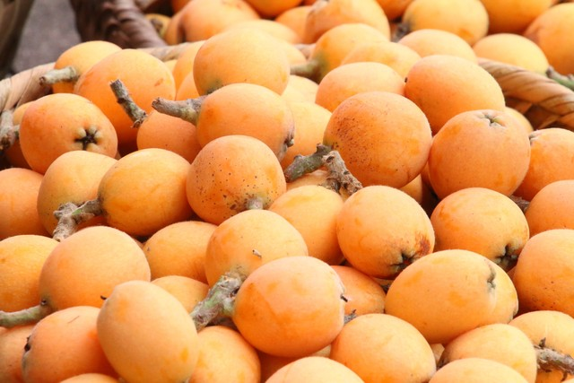 歙县三潭枇杷熟了，丰收的喜悦使果农们眉开眼笑。