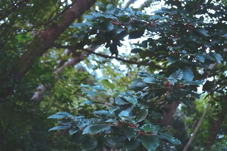 香果树.jpeg