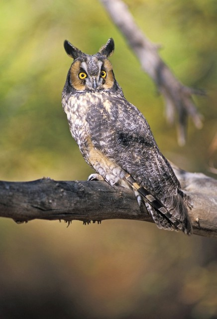 长耳鸮在树枝上Long Eared Owl On Branch