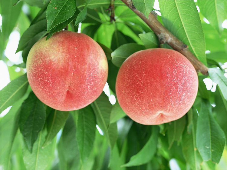 桃