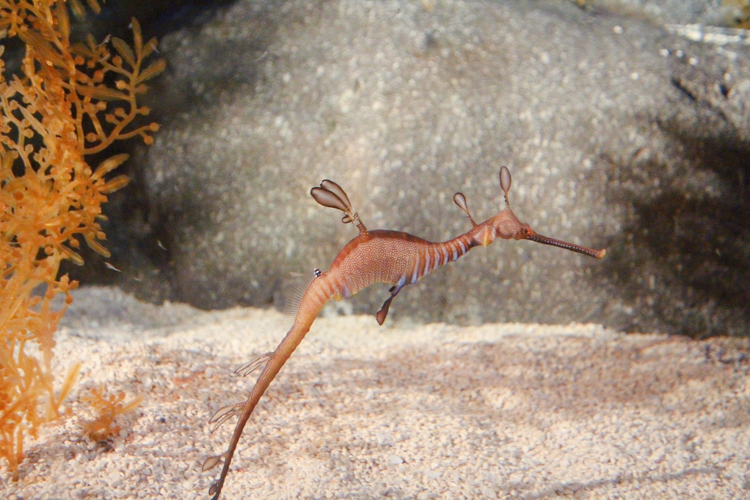 上海海洋水族馆