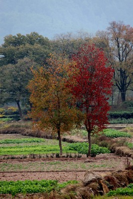 禄劝彝族苗族自治县