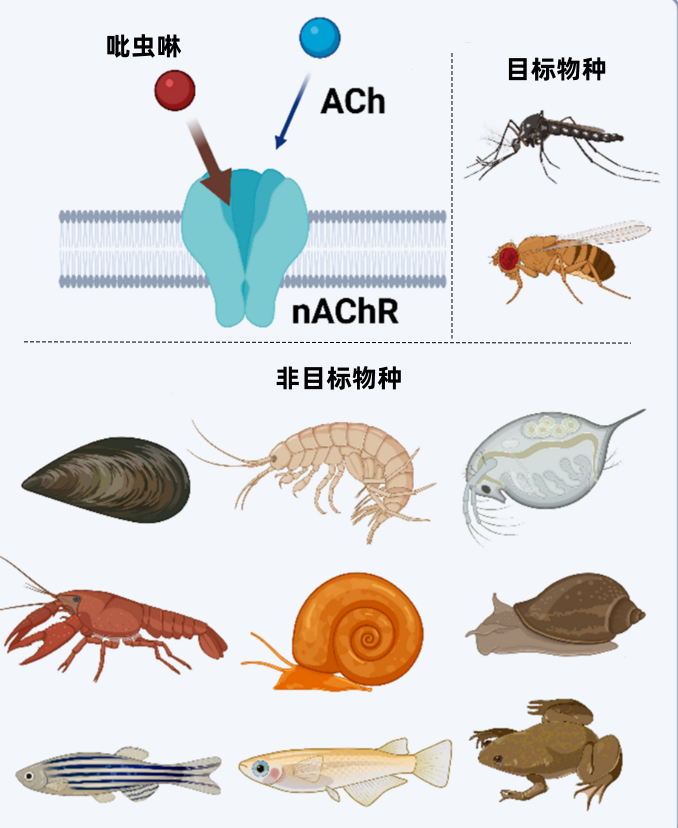 作用简单示意图及作用对象.png