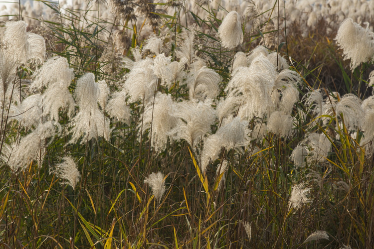 西溪湿地公园芦花景色