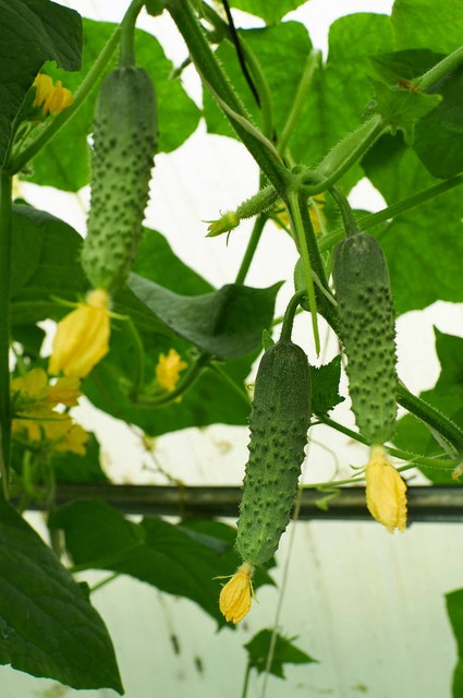 黄瓜