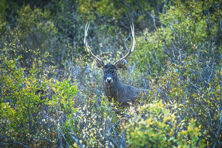 西藏工布江达县白朗村白唇鹿自然保护区的白唇鹿