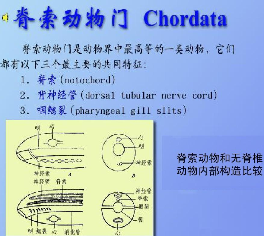 脊索动物门