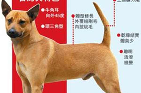 台湾犬