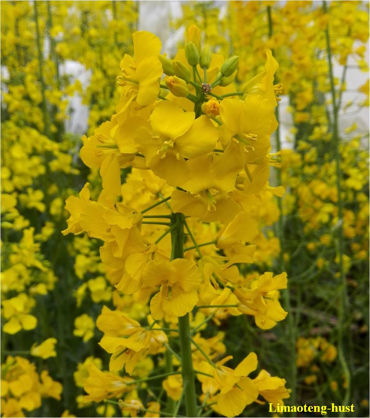 芸薹