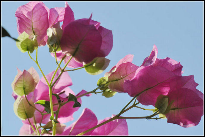 叶子花属