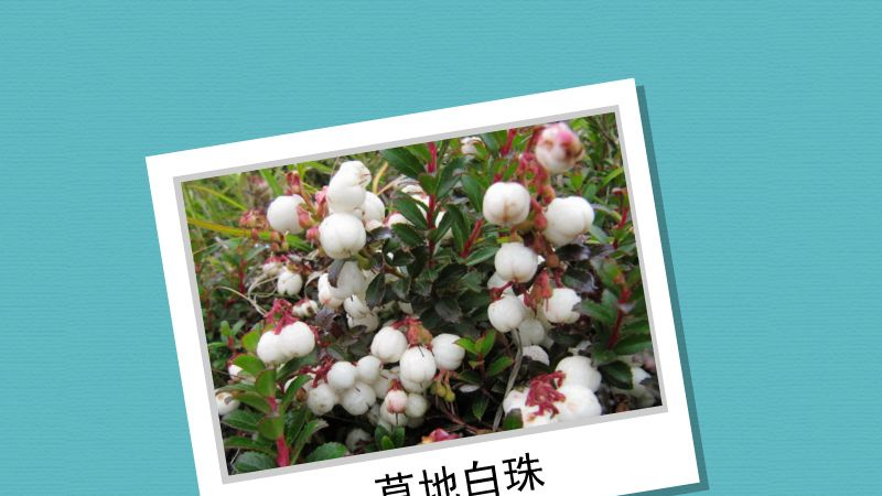 草地白珠