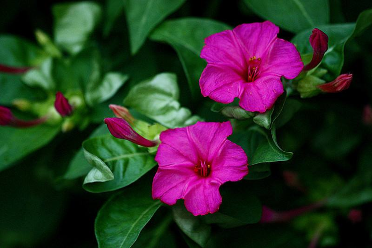 花卉