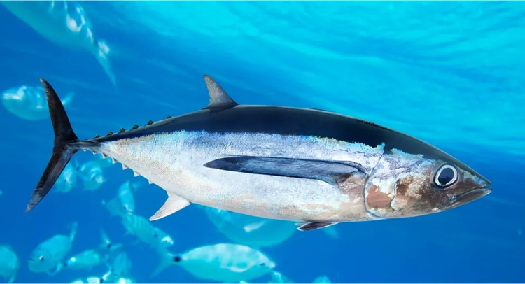 密克罗尼西亚联邦