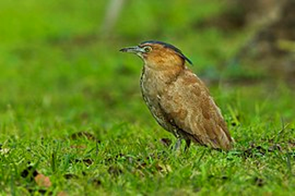 黑冠鳽