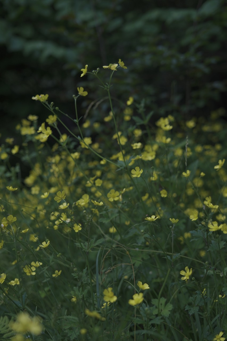 石龙芮 黄花菜 春天 植物 小黄花