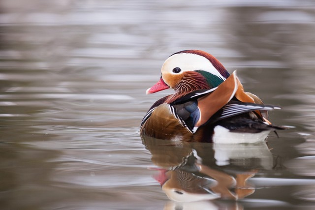 水上鸳鸯Mandarin duck on water