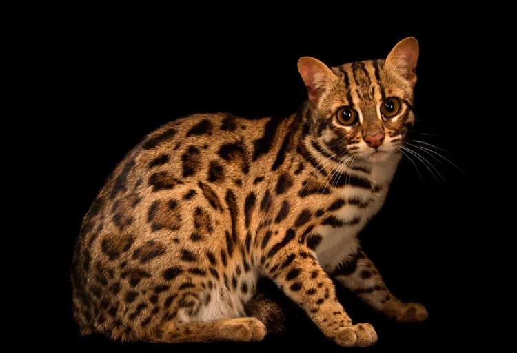 豹猫