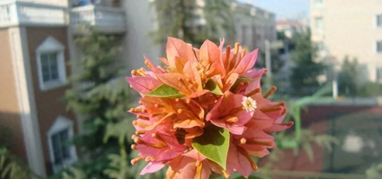 叶子花属