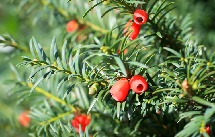 红豆杉果实Yew tree with red fruits.jpeg