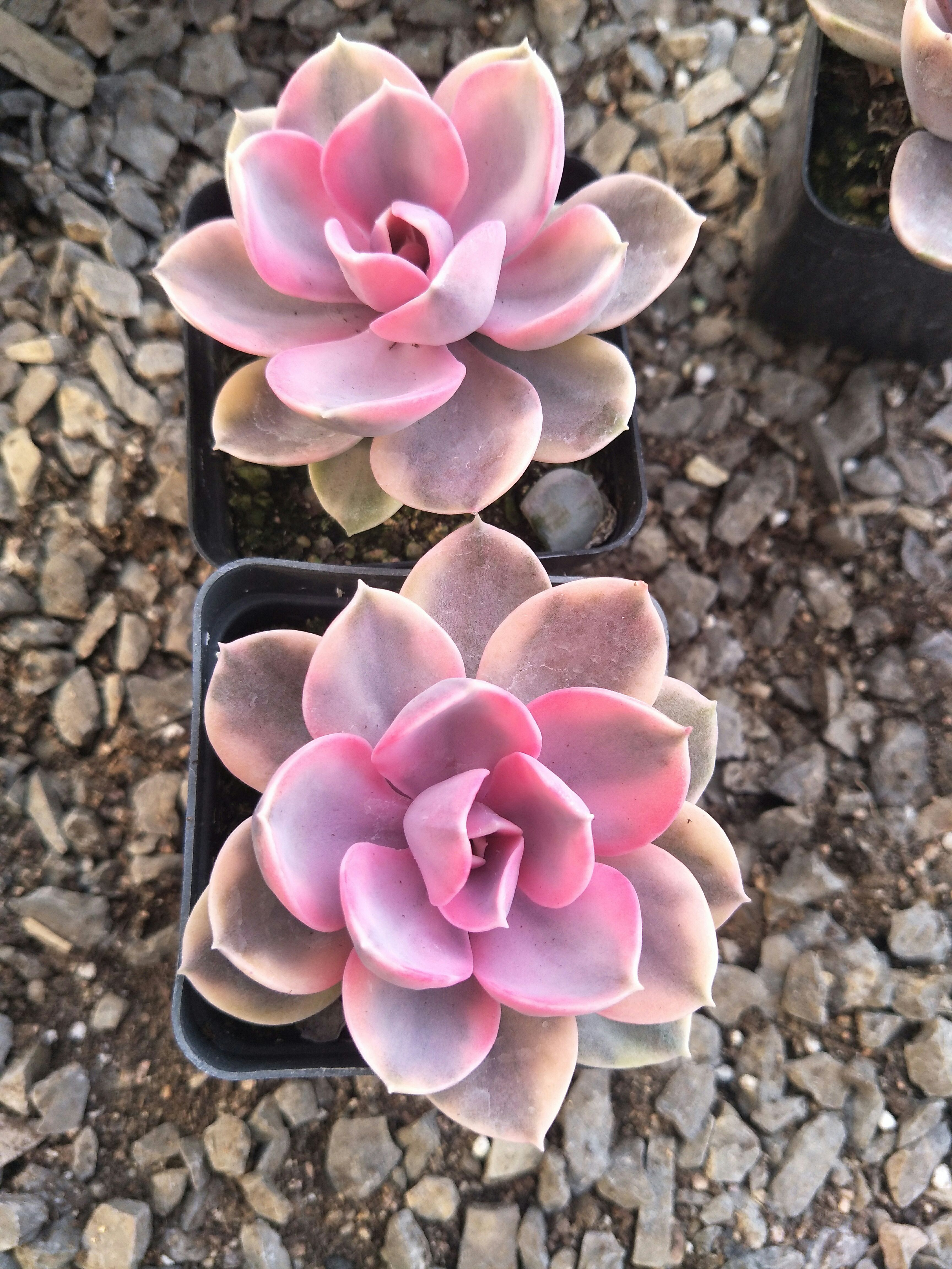 彩虹