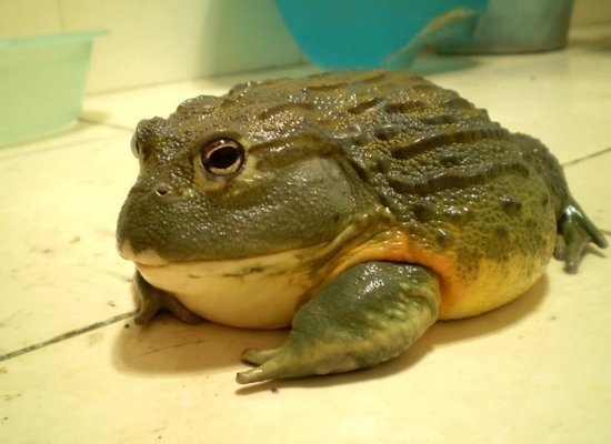 牛蛙