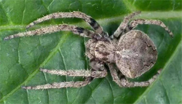 大腹园蛛 (园蛛科园蛛属动物)