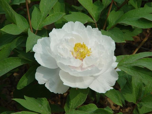 菏泽牡丹