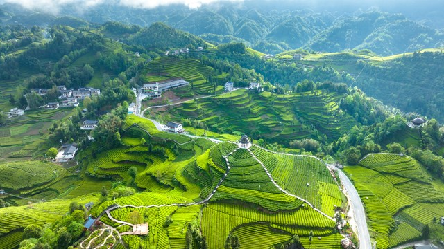 贡茶之乡-湖北恩施州宣恩县伍家台有机茶园春色和嫩叶