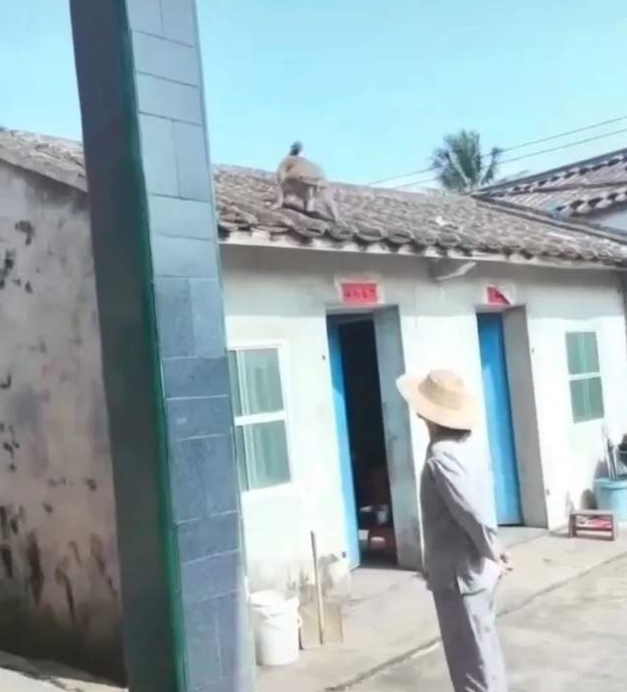 4·6海南野猴进村伤人事件