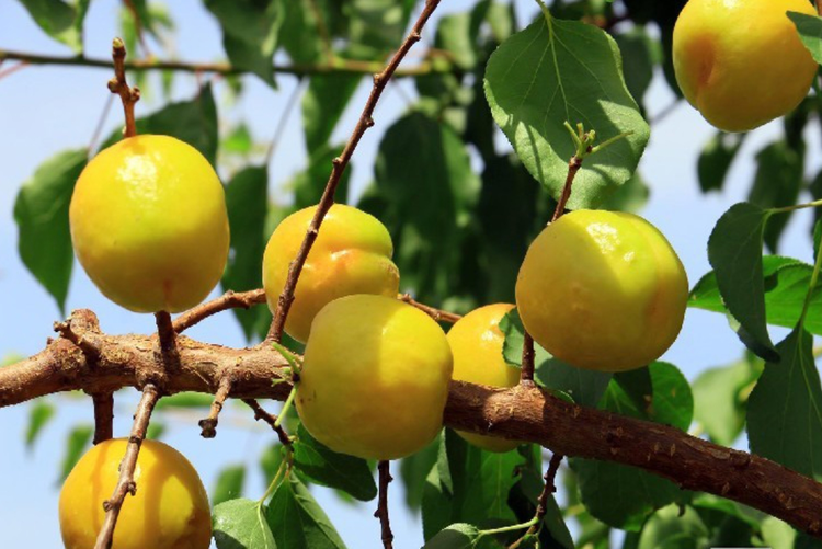 新疆维吾尔自治区