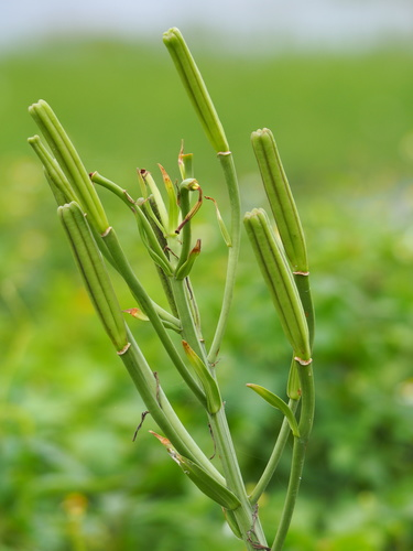 麝香百合