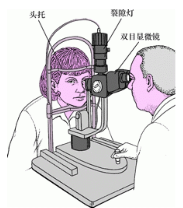 眼睑