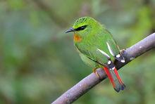 火尾绿鹛