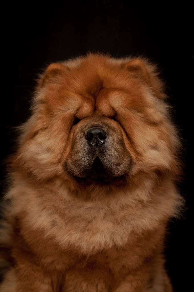 松狮犬