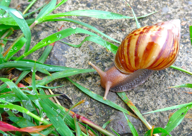 非洲巨蜗牛的特写镜头The closeup of Giant African Snail