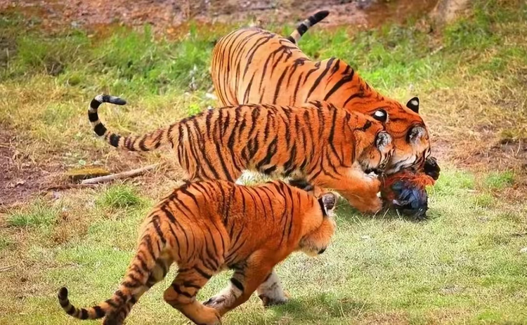 华南虎