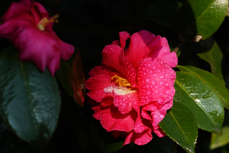 山茶花.jpeg
