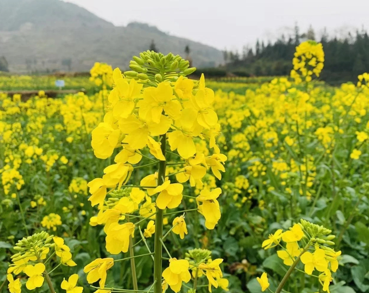 芸薹
