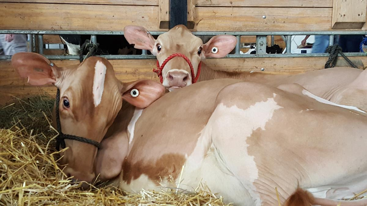 cattle_farm_cow_10.jpg
