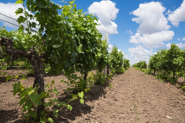 葡萄园，葡萄树，绿色的葡萄成熟，美丽的云在蓝天Vineyards, vine, green grapes ripen, beautiful clouds in the blue sky