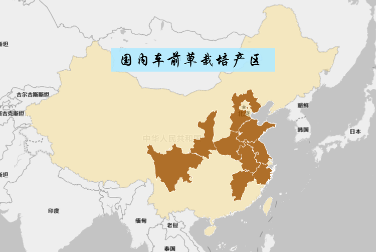 车前草.png