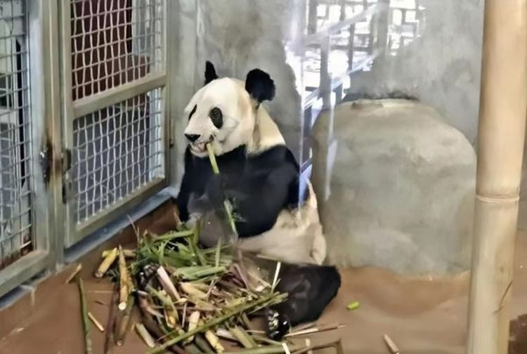 大熊猫乐乐