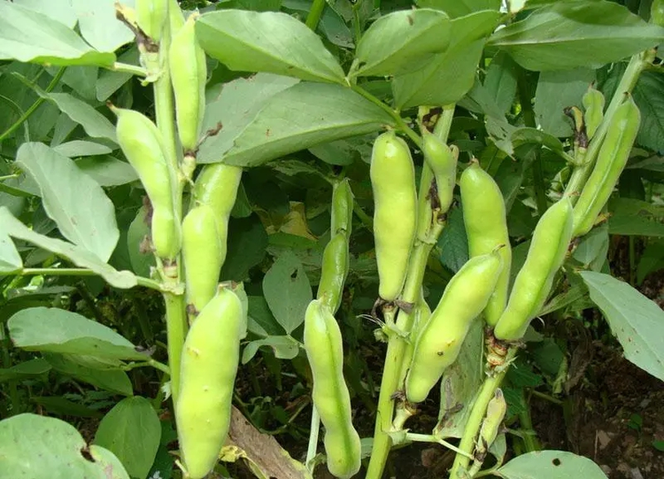 蚕豆