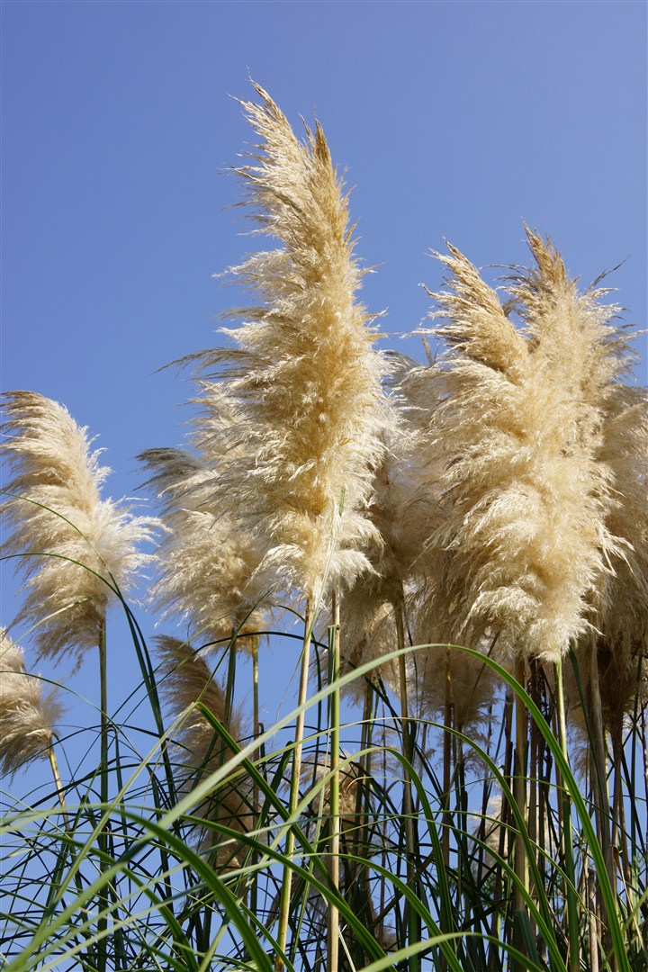 芦