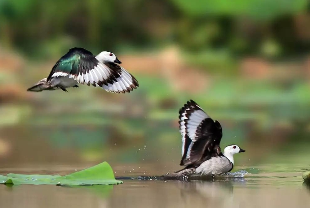 棉凫